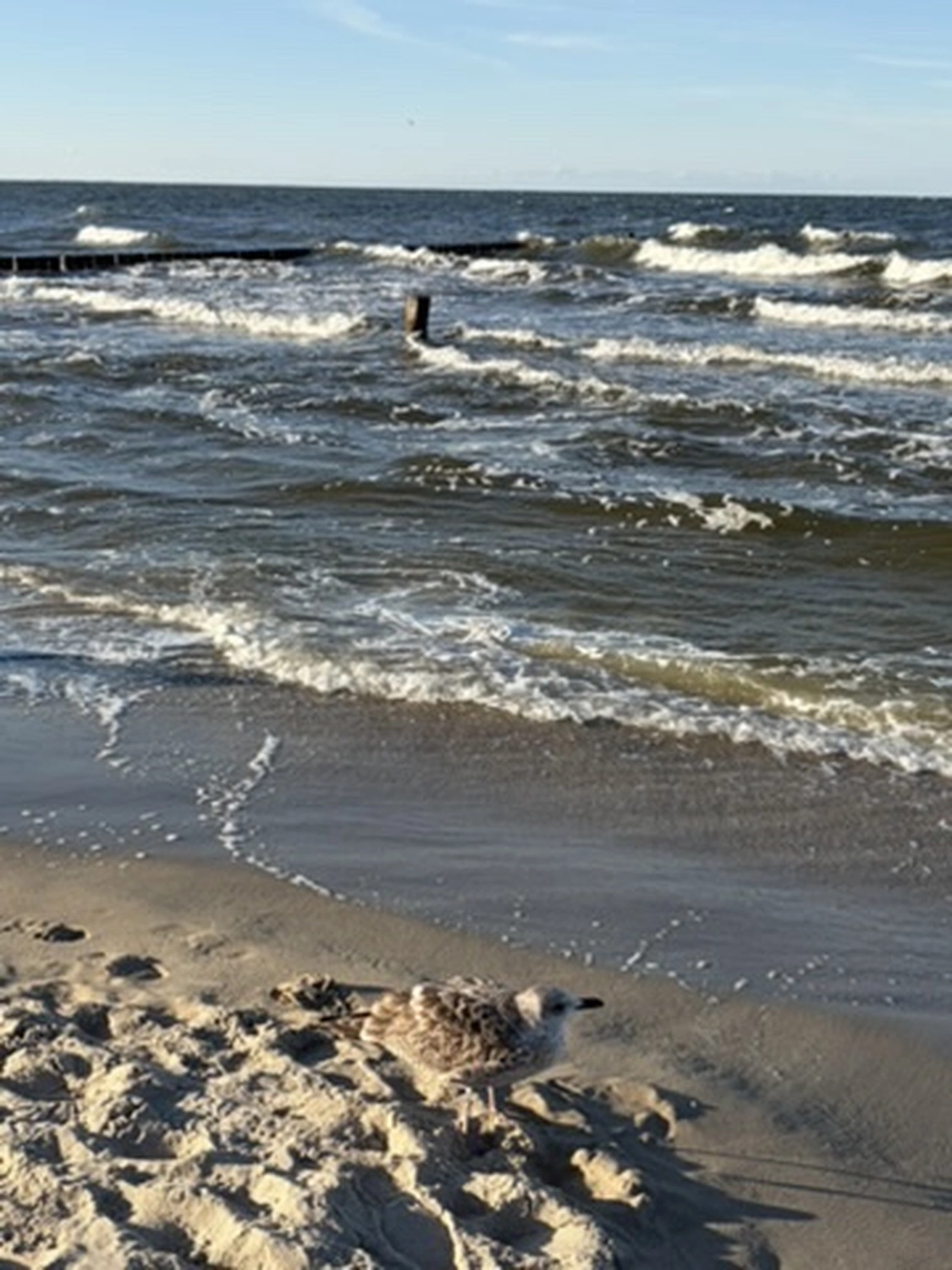 Ferienhaus Findling — Zempin — Ostseeindel Usedom